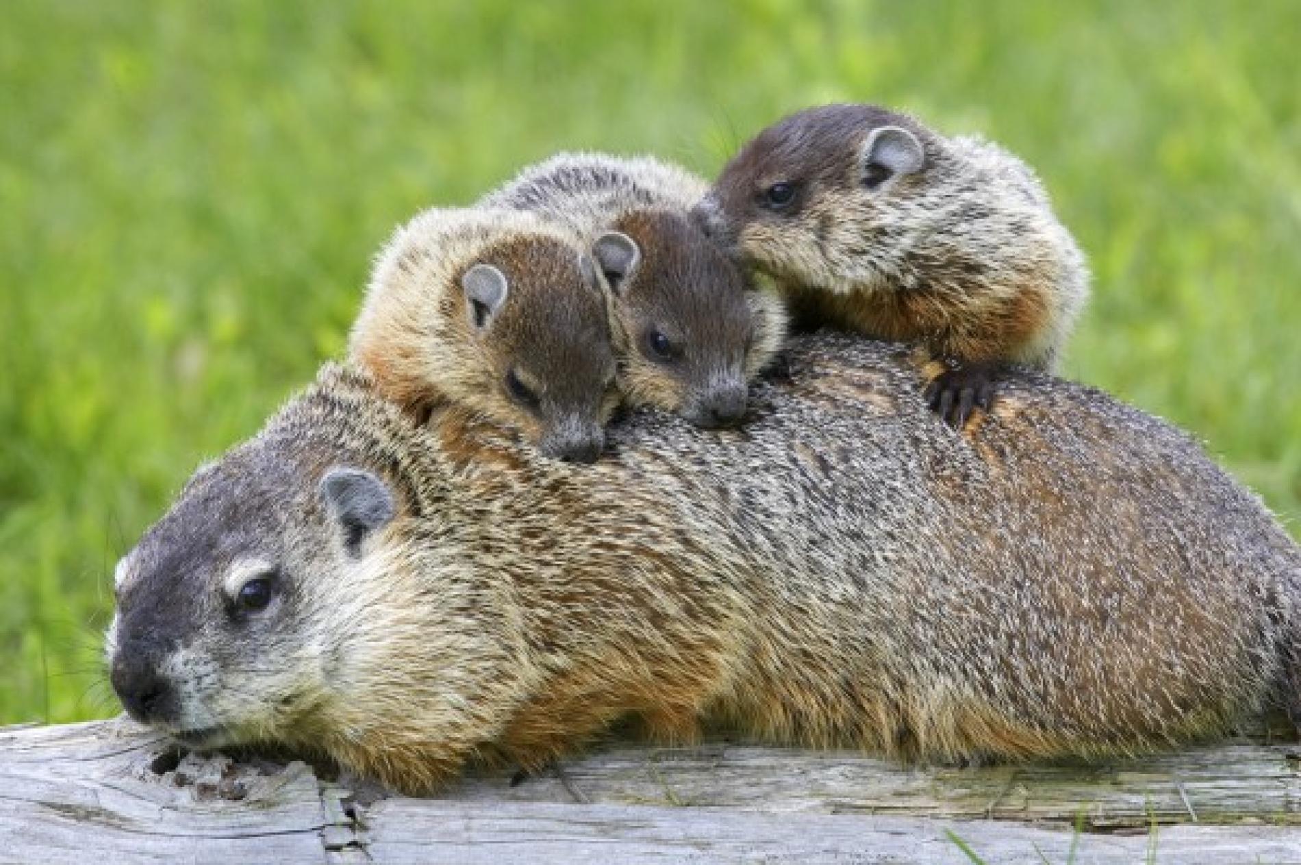 Happy Groundhog Day! The Michigan Weather Center